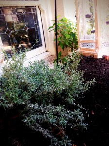 Herb garden out front